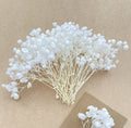 Dried Baby's Breath